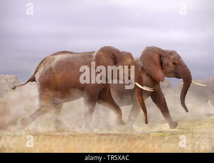 Afrikanischer Elefant (Loxodonta africana), fliehenden Herde von Elefanten, Seitenansicht in einem dustcloud Stockfoto