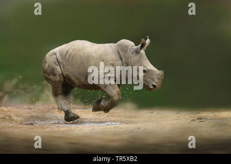 Laufende baby Nashorn, Seitenansicht Stockfoto