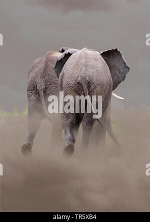 Afrikanischer Elefant (Loxodonta africana), zwei auf der Flucht vor Elefanten, Ansicht von hinten in einem dustcloud Stockfoto