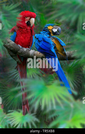 Green-winged Macaw (Ara chloroptera), sitzend auf einem Zweig zusammen mit blau-gelben Ara Stockfoto