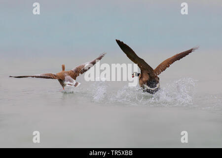 Kanadagans (Branta canadensis), weg jagen eine Graugans auf Wasser, Deutschland Stockfoto