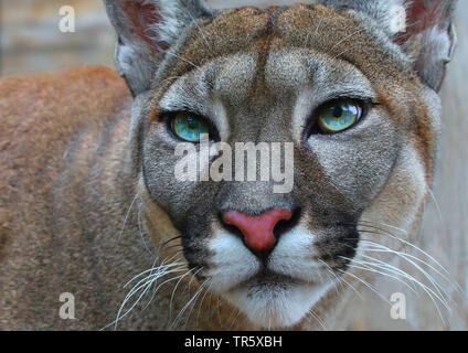 Puma, Mountain Lion, Puma (Puma concolor, Profelis concolor, Felis concolor), Porträt, Ansicht von vorne Stockfoto