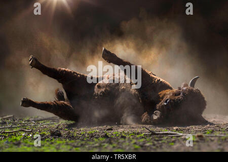 Europäische Bison, Wisent (Bison bonasus), junge Tier am Boden lagst, Lügen verbreiten - Eagled, Deutschland Stockfoto