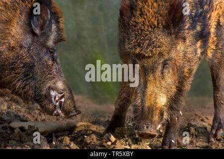 Wilde Eber, Schwein, Wildschwein (Sus scrofa), zwei rivalisierende Wildschweine, Deutschland Stockfoto