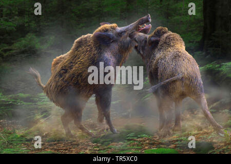 Wilde Eber, Schwein, Wildschwein (Sus scrofa), wilde Sau kämpfen mit tusker im Wald, Deutschland Stockfoto