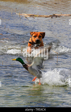 Rhodesian Ridgeback (Canis lupus f. familiaris), hund Wilderei drake Mallard im Wasser, Deutschland Stockfoto