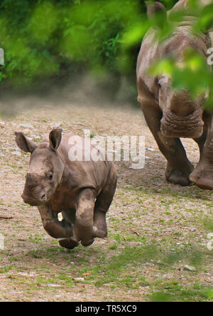 Laufende baby Nashorn mit seiner Mutter, Vorderansicht Stockfoto