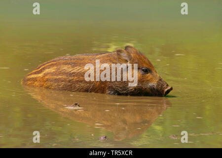 Wilde Eber, Schwein, Wildschwein (Sus scrofa), shoats in ein Schwein zu wälzen, Deutschland Stockfoto