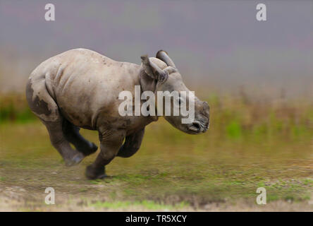 Laufende baby Nashorn, Seitenansicht Stockfoto