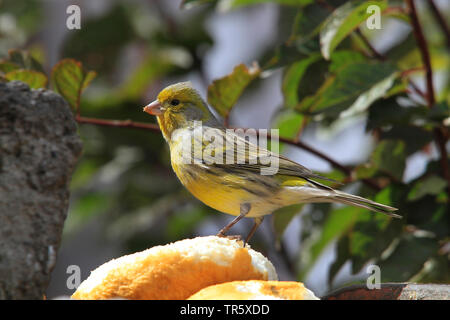 Insel Kanarienvogel (Serinus canaria), auf einem bap sitzen, Kanarische Inseln, Fuerteventura Stockfoto