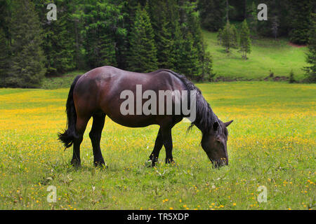 Inländische Pferd (Equus przewalskii f. caballus), weiden auf einer Weide, Deutschland Stockfoto