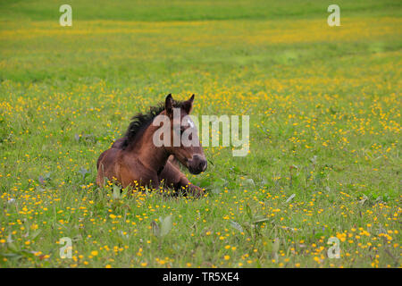Inländische Pferd (Equus przewalskii f. caballus), Fohlen liegend auf einer blühenden Paddock, Deutschland Stockfoto