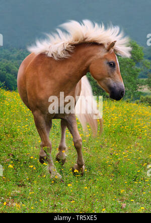 Haflinger Pferd (Equus przewalskii f. caballus), gallopping auf einer Koppel, Deutschland Stockfoto