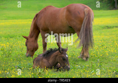 Inländische Pferd (Equus przewalskii f. caballus), Weide Stute mit Fohlen liegend auf einer blühenden Paddock, Deutschland Stockfoto