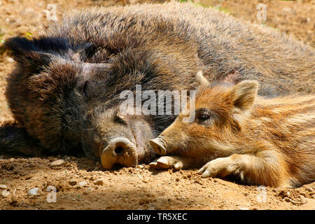 Wilde Eber, Schwein, Wildschwein (Sus scrofa), Schlafen wilde Sau mit Ferkeln, Deutschland Stockfoto