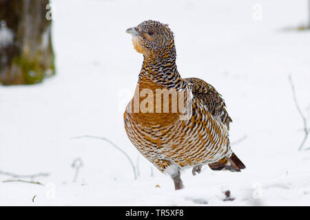 Western Auerhahn, Auerhahn (Tetrao urogallus), Auerhahn Henne auf einem Bein im Schnee stehend, Vorderansicht, Deutschland Stockfoto