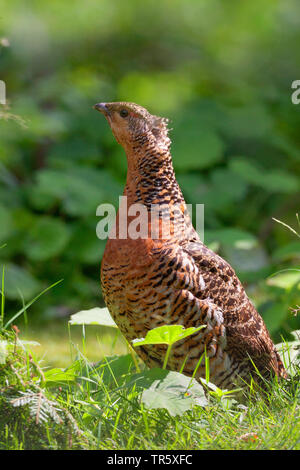 Western Auerhahn, Auerhahn (Tetrao urogallus), Auerhahn Henne sitzt auf einer Wiese, Seitenansicht, Deutschland Stockfoto