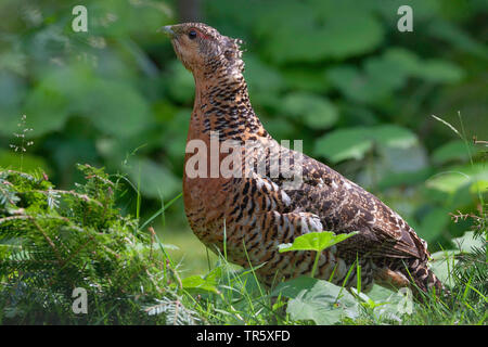 Western Auerhahn, Auerhahn (Tetrao urogallus), Auerhahn Henne sitzt auf einer Wiese, Seitenansicht, Deutschland Stockfoto