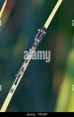 Südliche damselfly (Coenagrion mercuriale), imago an einen Stiel, Ansicht von oben, Deutschland, Bayern Stockfoto