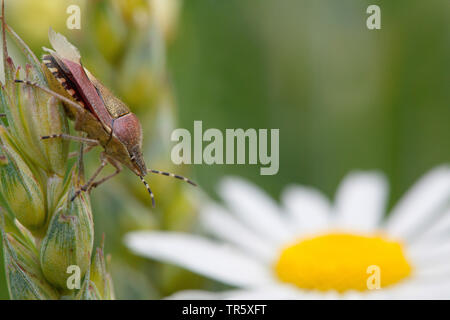 Schlehe bug, sloebug (Dolycoris baccarum) auf einer Leiter sitzend, Seitenansicht, Deutschland Stockfoto