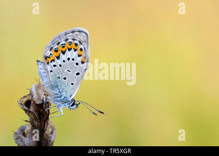 Idas Blau, nördlichen Blau (Plebejus idas, Plebeius idas), männlich, Seitenansicht, Deutschland Stockfoto