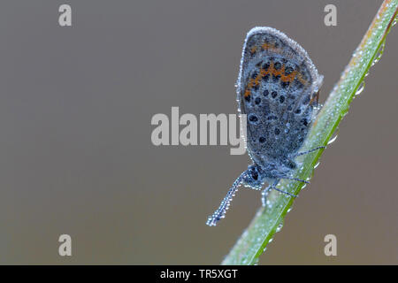 Idas Blau, nördlichen Blau (Plebejus idas, Plebeius idas), male an einem Spieß mit Tautropfen, Seitenansicht, Deutschland Stockfoto