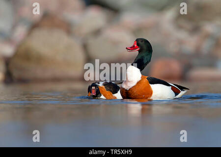 Brandente (Tadorna tadorna), Paar im flachen Wasser, Schweden Stockfoto