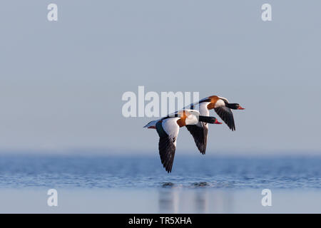 Brandente (Tadorna tadorna), zwei brandgänse zusammen über das Wasser fliegen, Seitenansicht, Schweden Stockfoto