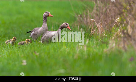 Graugans (Anser anser) Gans Familie in einer Wiese, Deutschland, Bayern Stockfoto