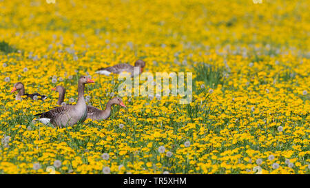 Graugans (Anser anser), Graugänse in einem blühenden Löwenzahn Wiese, Seitenansicht, Deutschland, Bayern Stockfoto