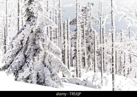 Die Fichte (Picea abies), toten Fichten an der gröberen Rachel im Winter, Deutschland, Bayern, Nationalpark Bayerischer Wald Stockfoto