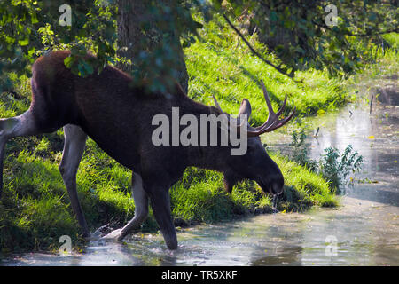 Elche, Europäischen Elch (Alces alces alces), Bull Moose zu Fuß vom Ufer in einen Bach, Seitenansicht, Schweden Stockfoto