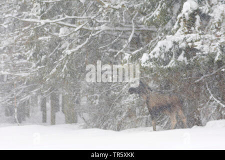 Elche, Europäischen Elch (Alces alces alces), bei Schneetreiben am Waldrand stehend, Seitenansicht, Schweden Stockfoto