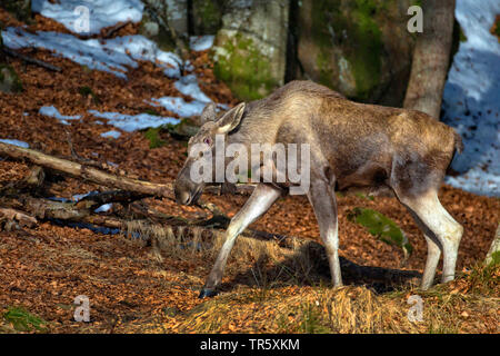 Elche, Europäischen Elch (Alces alces alces), Bull Moose Schuppen sein Geweih, Seitenansicht, Schweden Stockfoto