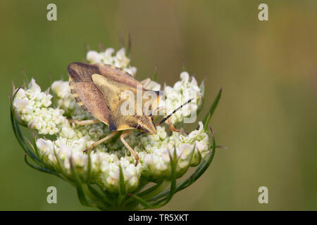 Mediterrane stinken Bug, Rot shield Bug, Totenkopf Schild - Bug (Carpocoris fuscispinus, Carpocoris mediterraneus Atlanticus), sitzend auf einem umbellifer, Deutschland, Bayern, Niederbayern, Oberbayern Stockfoto