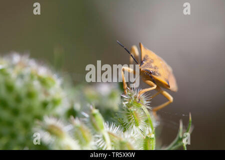 Mediterrane stinken Bug, Rot shield Bug, Totenkopf Schild - Bug (Carpocoris fuscispinus, Carpocoris mediterraneus Atlanticus), sitzend auf einem umbellifer, Deutschland, Bayern, Niederbayern, Oberbayern Stockfoto