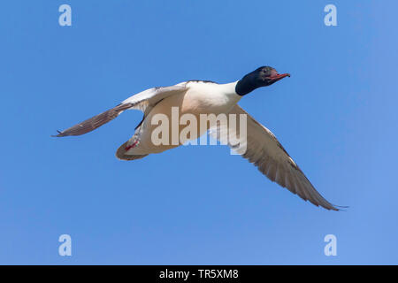 Gänsesäger (Mergus Merganser), fliegende Männlich, Deutschland, Bayern Stockfoto