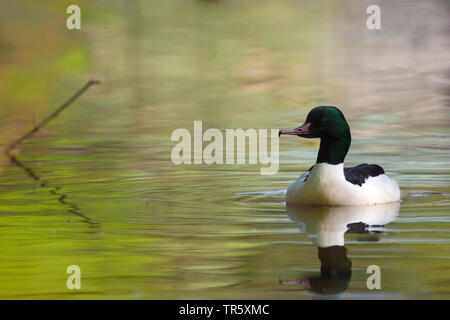 Gänsesäger (Mergus Merganser), Schwimmen männlich, Deutschland, Bayern Stockfoto