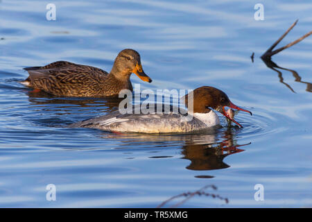 Gänsesäger (Mergus Merganser), Weibliche fängt einen Fisch, Wird beobachtet bei einer Stockente, Deutschland, Bayern Stockfoto