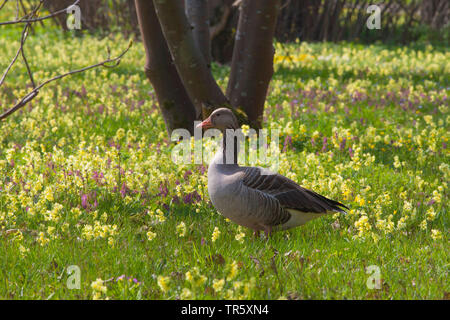 Graugans (Anser anser), auf einer frühlingswiese mit echter Oxlips, Deutschland, Bayern Stockfoto