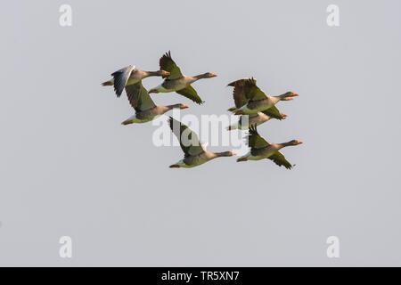 Graugans (Anser anser), fliegende Truppe, Seitenansicht, Deutschland, Bayern Stockfoto