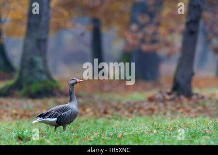 Graugans (Anser anser), stehend auf einer Wiese am Waldrand, Seitenansicht, Deutschland, Bayern Stockfoto