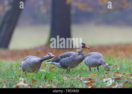 Graugans (Anser anser), drei Graugänse auf einer Wiese am Waldrand, Deutschland, Bayern Stockfoto