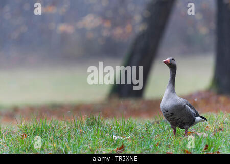 Graugans (Anser anser), stehend auf einer Wiese, Deutschland, Bayern Stockfoto