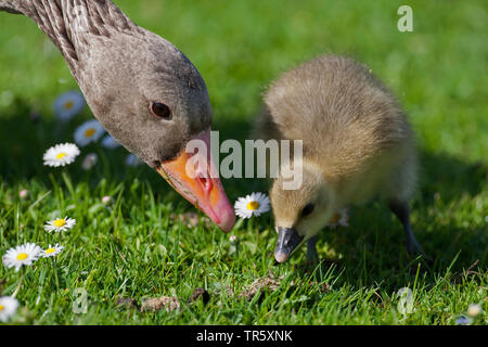 Graugans (Anser anser), essen huhn Gans mit gosling in einer Wiese, Deutschland, Bayern Stockfoto