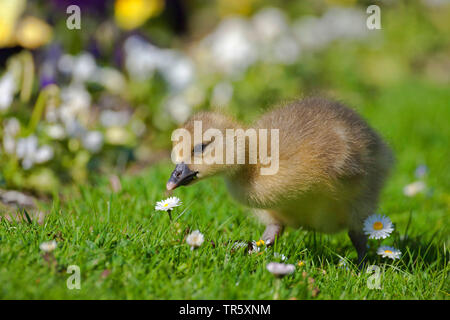 Graugans (Anser anser), gosling in einer Wiese mit Gänseblümchen, Deutschland, Bayern Stockfoto