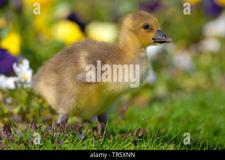 Graugans (Anser anser), gosling in einer Wiese, Seitenansicht, Deutschland, Bayern Stockfoto