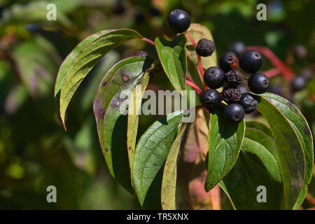 Hartriegel, Dogberry (Cornus sanguinea), Zweig mit Früchten, Deutschland Stockfoto