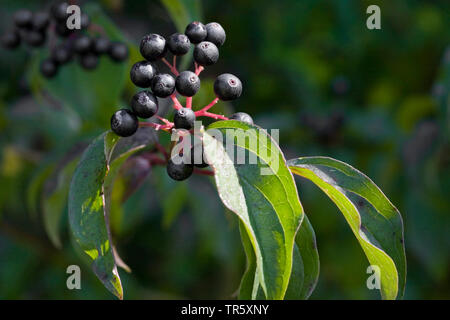 Hartriegel, Dogberry (Cornus sanguinea), Zweig mit Früchten, Deutschland Stockfoto