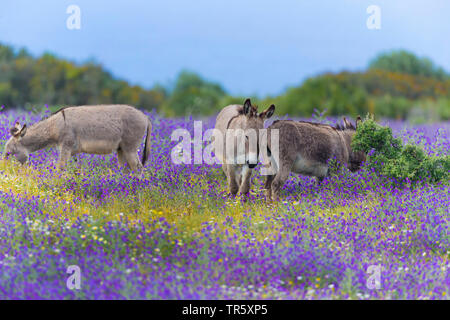 Inländische Esel (Equus asinus asinus), drei grasenden Eseln in eine Blühende Blumenwiese, Italien, Sardinien, Alghero Stockfoto